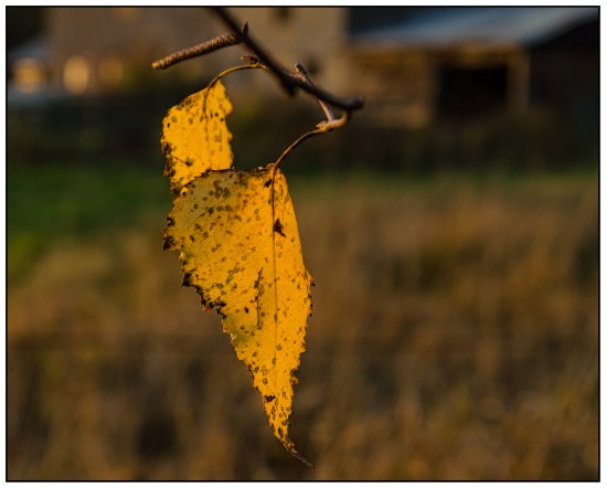 Refusing the Fall Nikon D5100, Nikkor 24-85mm f/3.5-4.5, 1/500s, 42mm, f/5.6, ISO 400