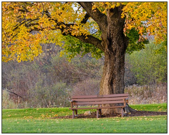 Bench Under the Tree Nikon D5100, Nikkor 55-200mm f/4-5.6, 1/80s, 102mm, f/5.6, ISO 1600
