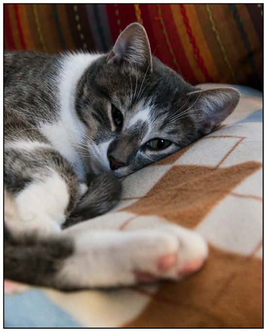 I'm Trying To Sleep Here Nikon D5100, Nikkor 24-85mm f/3.5-4.5, 1/6s, 45mm, f/4.2, ISO 3200