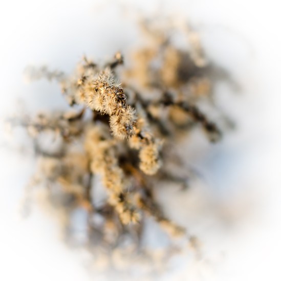 Weeds in the Winter Nikon D5100, Nikkor 35mm f/1.8, 1/320s, f/2.8, ISO 100