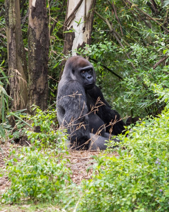I Dare You, Make Eye Contact Nikon D7100, Nikkor 55-200mm f/4-5.6, 1/200s, 200mm, f/5.6, ISO 400