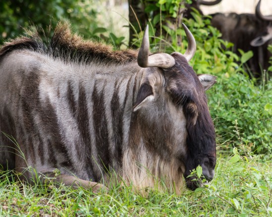Keep Moving Along... Nikon D7100, Nikkor 55-200mm f/4-5.6, 1/320s, 200mm, f/8, ISO 800
