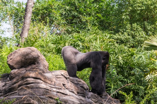 Practicing Yoga Nikon D7100, Sigma 17-70mm f/2.8-4, 1/800s, 70mm, f/5.6, ISO 400