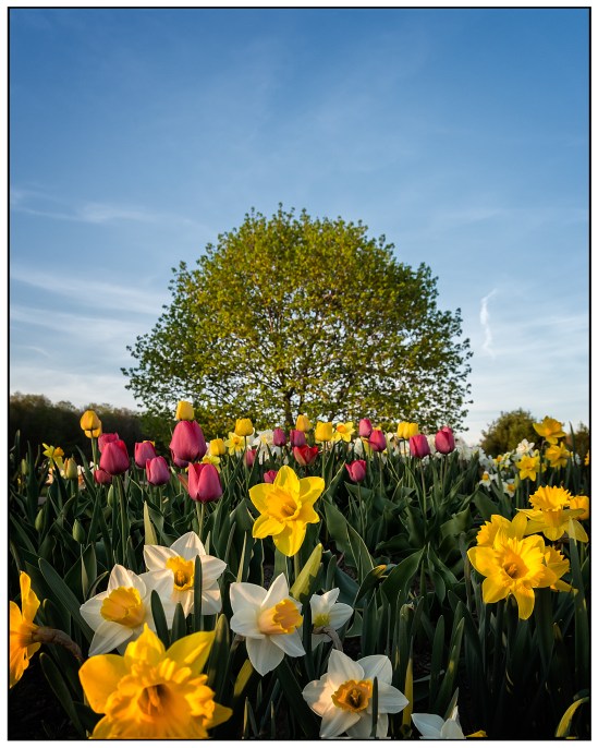 Neighbor's Flowers Nikon D7100, Sigma 17-70mm f/2.8-4, 1/160s, 17mm, f/8, ISO 400