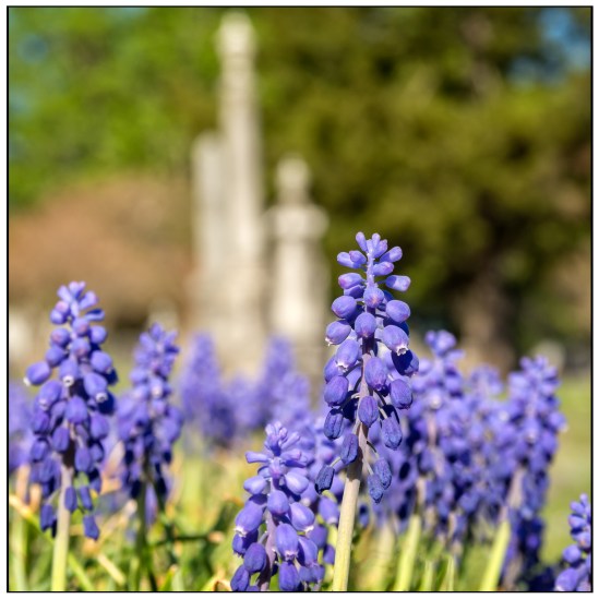 Spring Flowers 1 Nikon D7100, Sigma 17-70mm f/2.8-4, 1/160s, 58mm, f/11, ISO 200