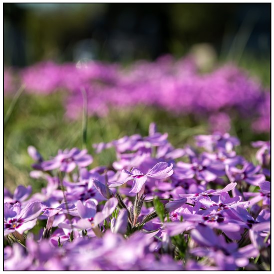 Spring Flowers 2 Nikon D7100, Sigma 17-70mm f/2.8-4, 1/250s, 62mm, f/11, ISO 200