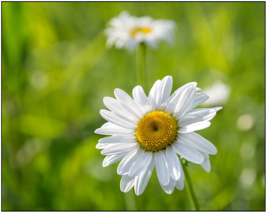 Daisy Nikon D7100, Sigma 17-70mm f/2.8-4, 1/320s, 70mm, f/5.6, ISO 100