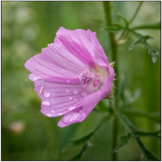 Into the Blossom Nikon D7100, Sigma 17-70mm f/2.8-4, 1/10s, 70mm, f/5.6, ISO 100