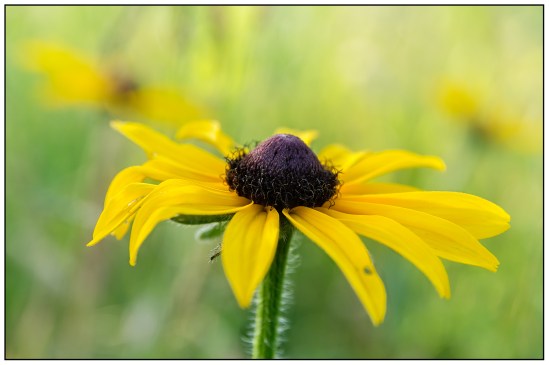 Susan in the Field Nikon D7100, Sigma 17-70mm f/2.8-4, 1/320s, 70mm, f/5.6, ISO 400