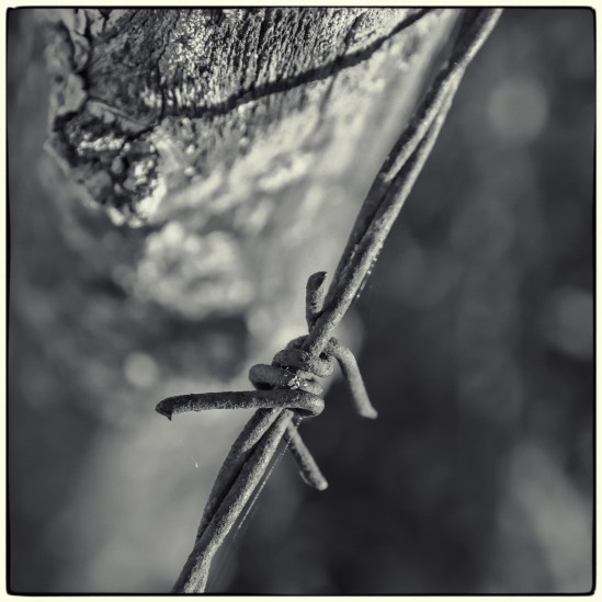 Barbed Nikon D7100, Sigma 17-70mm f/2.8-4, 1/160s, 70mm, f/5.6, ISO 200
