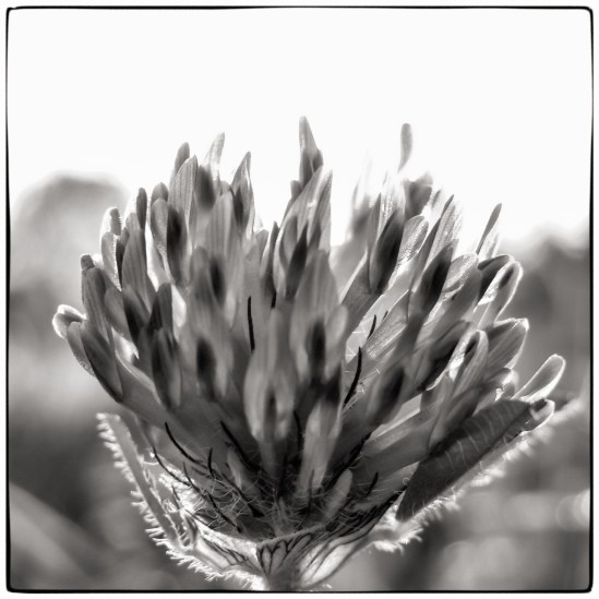 Clover - New Sony DSC-H20, 1/40s, 12mm, f/4, ISO 100