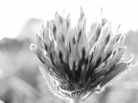 Clover - Original Sony DSC-H20, 1/40s, 12mm, f/4, ISO 100