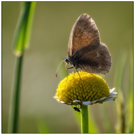 Hide -n- Seek Nikon D7100, Nikkor 55-200mm f/4-5.6, 1/400s, 200mm, f/5.6, ISO 100
