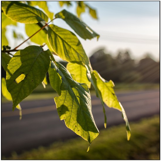 Leaves & Light Nikon D7100, Nikkor 35mm f/1.8, 1/640s, f/5.6, ISO 200