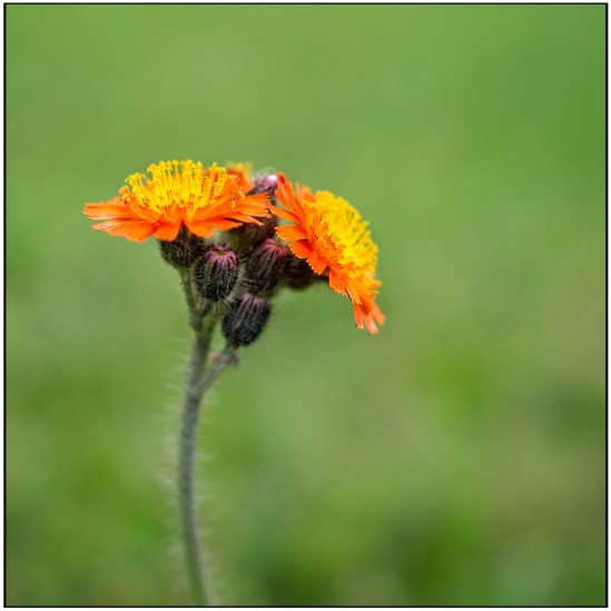 Fall Colors Olympus OM-D E-M10, M. Zuiko 25mm f/1.8, 1/2000s, f/2, ISO 200