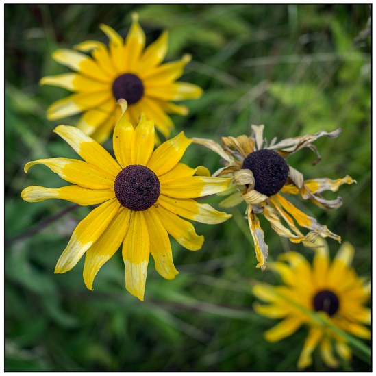 iheartchallenge-floral Olympus OM-D E-M10, M. Zuiko 25mm f/1.8, 1/1600s, f/2.8, ISO 200