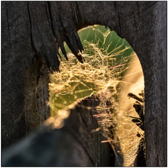 iheartchallenge-messy Nikon D7100, Sigma 17-70mm f/2.8-4, 1/200s, 70mm, f/8, ISO 400