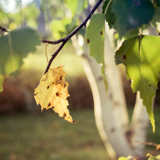 First to Turn Olympus OM-D E-M10, M. Zuiko 25mm f/1.8, 1/400s, f/2.8, ISO 200