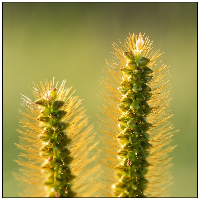 Two Olympus OM-D E-M10, M. Zuiko 60mm f/2.8, 1/2500s, f/2.8, ISO 200