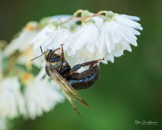 Bee Curious | MLCreations Photography