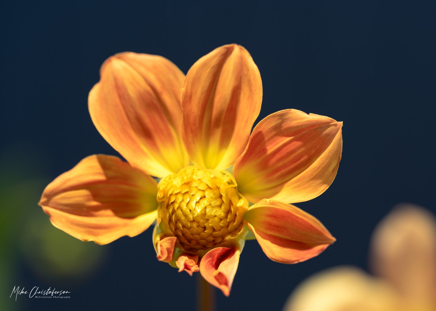 I’m Not Different, I’m Unique | MLCreations Photography