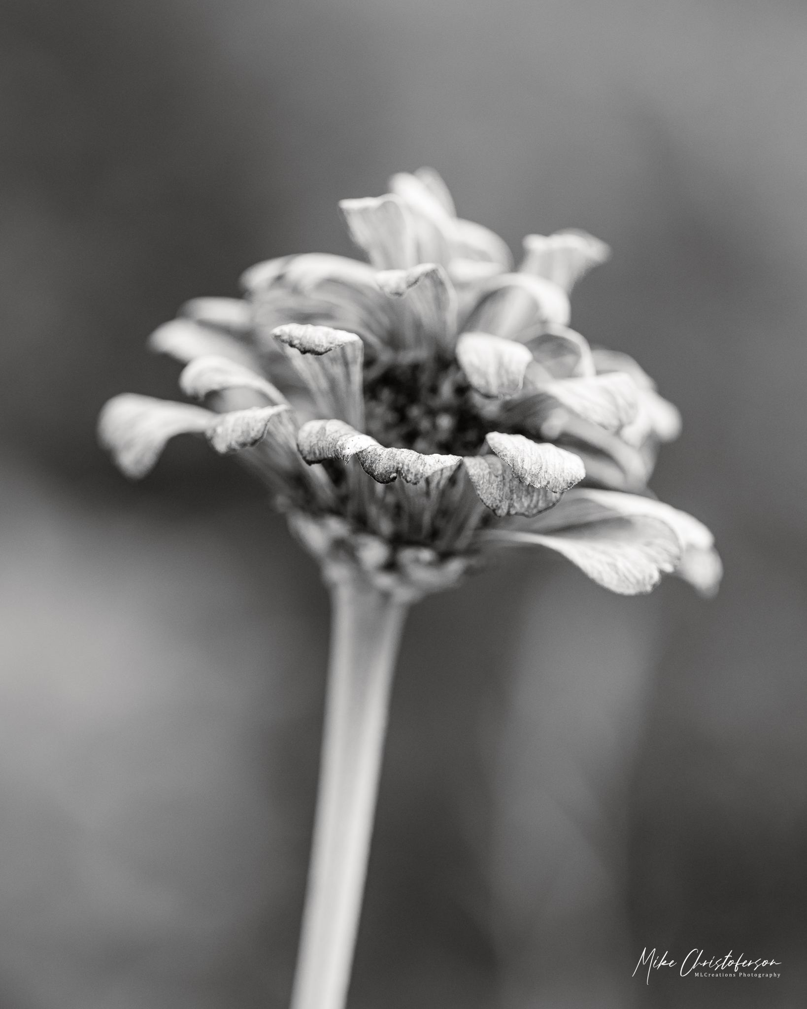 Close-up of a monochromatic flower with delicate petals and a slender stem, set against a soft blurred background.